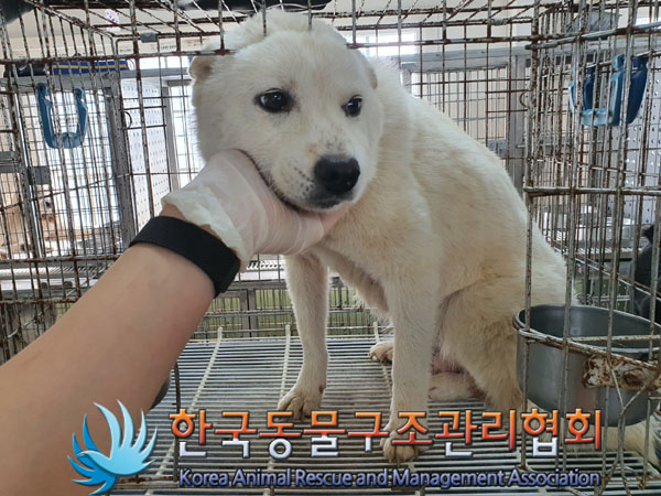 종료(안락사) 믹스…